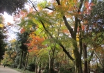 下鴨神社の森の散歩道