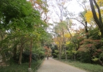 下鴨神社の森の散歩道