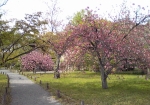 八重桜の林