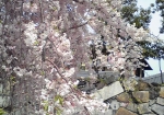 枝垂れ桜の向こうに石垣