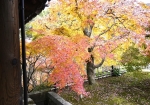 秋色東福寺