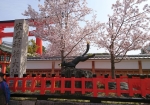 入り口の狐さんと満開の桜