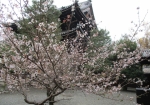 知恩院内の冬桜
