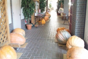 廊下にジャンボかぼちゃがゴロゴロ