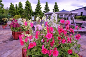 7/2 正面ゲートをくぐる...と、鮮やかな色柄の“タチアオイ”の花たちが出迎えてくれました・・・!!!