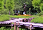 7/2 殺風景な湿原の木道から・・・オレンジ色の“ノカンゾウ”の花たちが『万葉の道』の沿道に咲き並んでいました・・・!!!