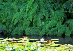 7/17 池の畔を縁取る美しいシダのアートと、水面に咲き浮かぶ“睡蓮”の花を・・・!!!