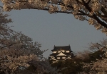 桜の中に、彦根城