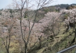 桜の名所吉野山