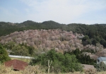 遠くに見える山桜