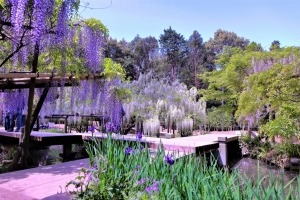 4/27 木道に垂れ咲く淡い紫...と、真っ白の“藤の花”が彩る一押しの撮影スポットを・・・!!!