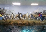 ペンギンいーっぱい