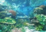 赤道の海（サンゴ礁の海）／名古屋港水族館