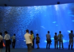 黒潮水槽（マイワシの群）／名古屋港水族館