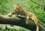 のんびりライオン