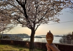 満開の桜と日本海にカ・ン・パ・イ