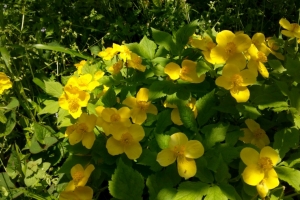 木漏れ日を受ける黄色の花