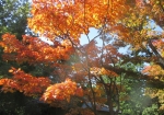 日本庭園内の紅葉