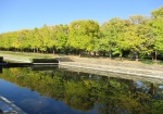 昭和記念公園内の銀杏並木