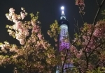 夜桜とスカイツリーの撮影で大人気
