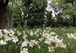 ユリ花壇には28種類・約1万3000株。