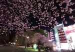 桜の花の下に人々が集う