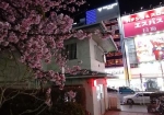 上野公園隣の交番も桜がよく似合う