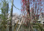 池のまわりの桜