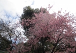 花園稲荷神社の桜