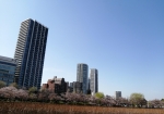 上野公園の下、不忍池周辺の桜はこんな感じ