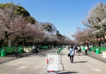 上野公園の上、博物館通りの桜はもう終わり