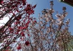 桜はソメイヨシノだけではない！！