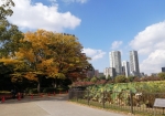 ビル群と紅葉が楽しめる上野公園