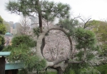 寛永寺から眺める桜