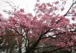 寛永寺の近くの桜