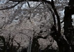 靖国神社内の桜満開