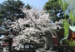 隣の神社の桜