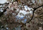 庭園内の桜
