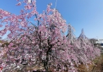 桜のドレスのような枝垂れ桜。撮影してく人がいっぱい