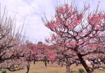 3/3 見頃の“梅の花”その向こうに眺め観た【大阪城の天守】...と、・・・!!!