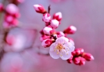 3/3 一輪・・・可愛く咲いていた“梅の花”...を・・・!!!