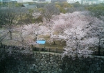 春の大阪城公園（二の丸）