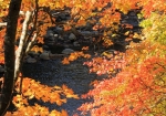二見公園の散策路の川沿いの紅葉