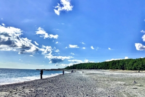 ずっと松林です