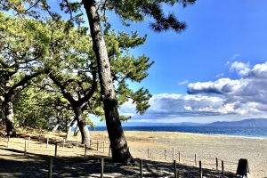 松と砂浜と海です