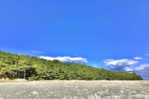 ずーっと松です