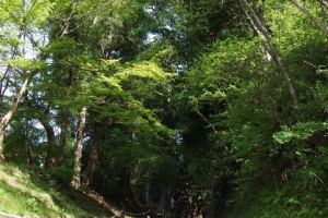 月見坂の杉並木