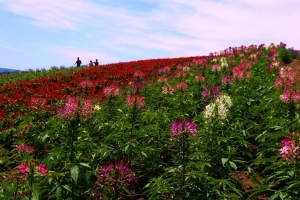 新栄の丘展望公園のクレオメ花畑