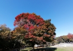 公園内のあちこちで紅葉がすすむ