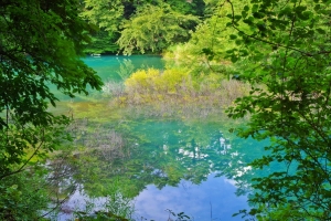 青沼の水面に木々が映る。
